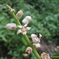 Sterculia zeylanica Kosterm.